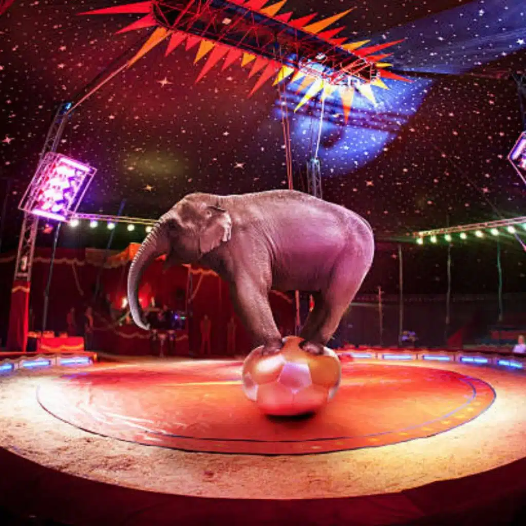 Circus 1, Bella Entertainment Dubai