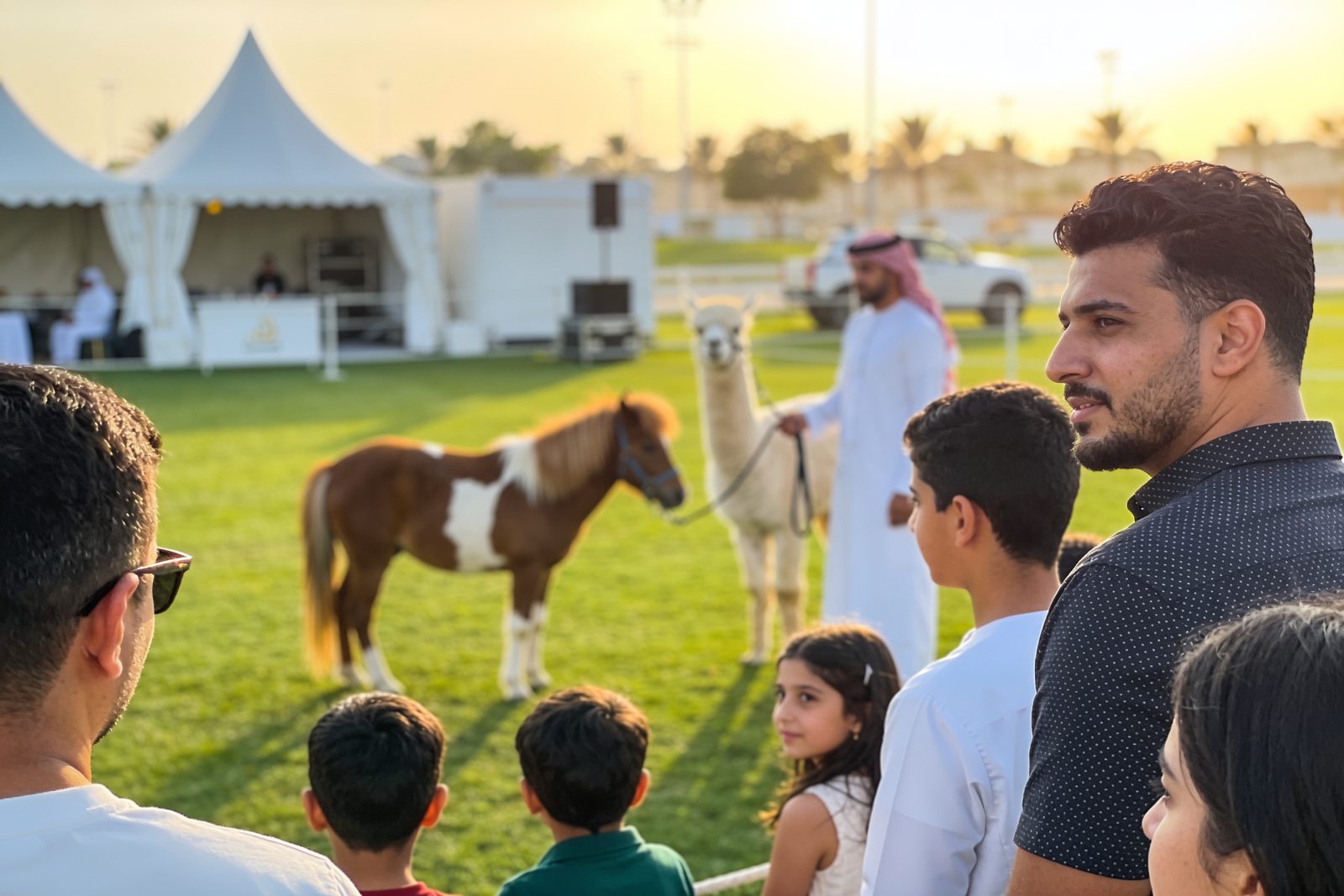Pony and alpaca at a family day in Dubai